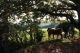 Horses Mayfield, East Sussex