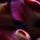 Queen of the Night tulip petals