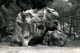 Elephant, Fontainbleaux, France. Taken with an antique belows camera